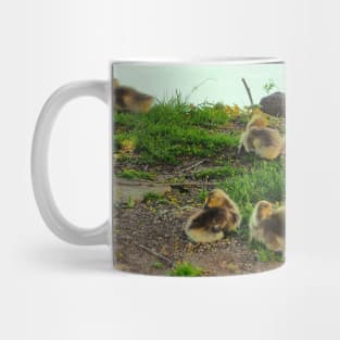 Multiple Young Canada Goose Goslings Resting In The Grass Mug